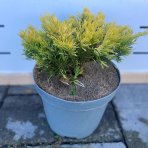 Borievka rozprestretá (Juniperus horizontalis) ´LIMEGLOW´ ⌀ 20–30 cm, kont. C5L 